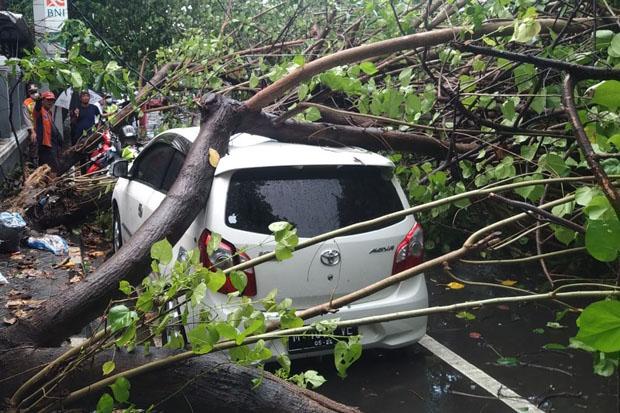 Hujan Lebat dan Angin Kencang Terjang Jogja, Sejumlah Pohon Tumbang Timpa Mobil