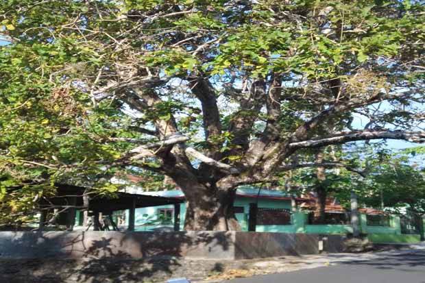 Jejak Sunan Geseng di Blumbang Banyuurip, Jati Kluwih dan Watu Golong  