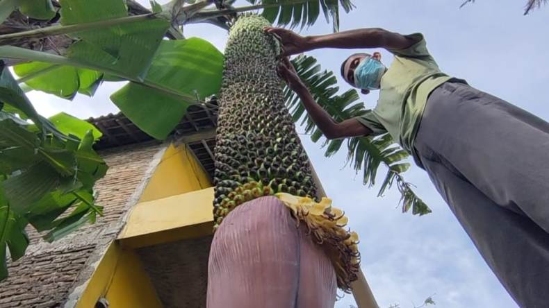 Warga Boyolali Heboh, Ada Pohon Pisang Buahnya Ribuan 