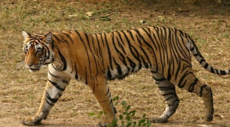 Tragis, Perempuan Petugas Hutan Tewas Diterkam Harimau Disaksikan Teman-temannya