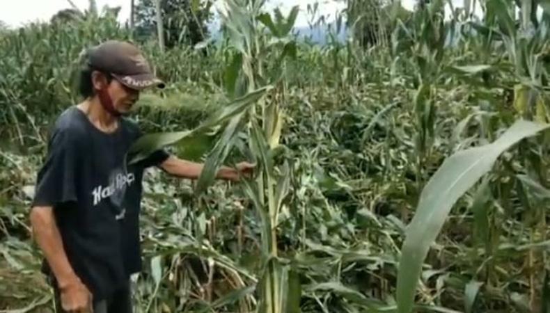 Angin Kencang Terjang Banyumas, Ribuan Pohon Jagung di Baturaden Tumbang