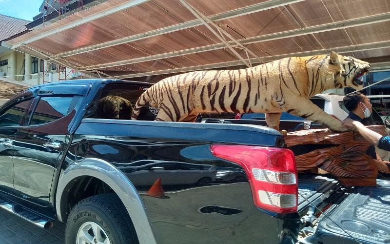 BKSDA: Masyarakat Dilarang Koleksi Satwa yang Sudah Diawetkan 