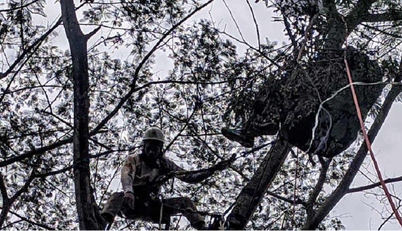 Atlet Paralayang Tersangkut di Pohon, Damkar Bogor Turun Tangan