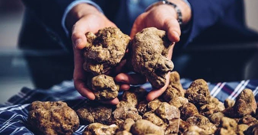 Mengenal White Alba Truffle, Jamur Langka dari Italia yang Harganya Fantastis
