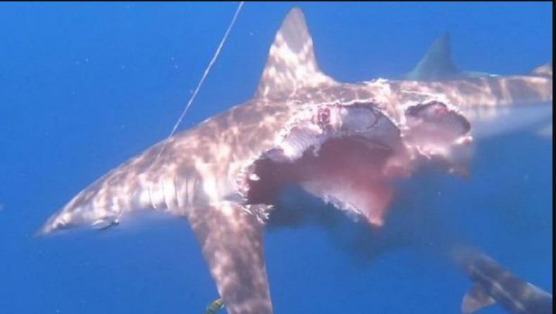 Ngeri, Hiu Ini Masih Cari Mangsa meski Separuh Badan Sudah Hilang