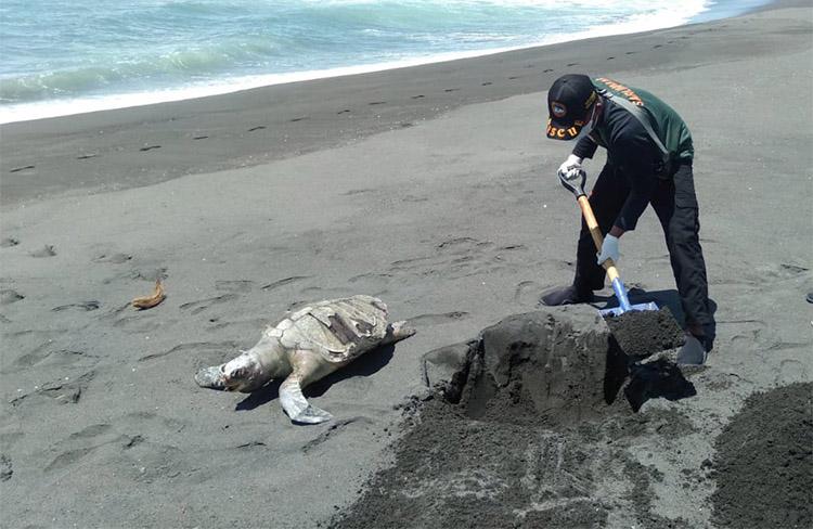 Bangkai Penyu Lekang Ditemukan Terdampar di Pantai Glagah Kulonprogo