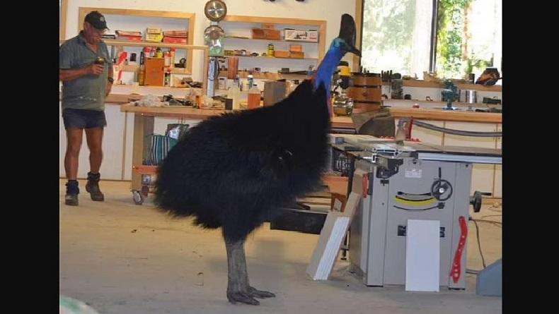Unik, Burung Kasuari Datangi Pabrik Mebel untuk Cari Makanan