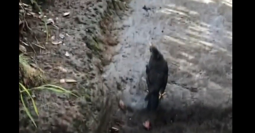 Mengenal Anis Gading, Burung Misterius Penunjuk Jalan di Gunung Lawu