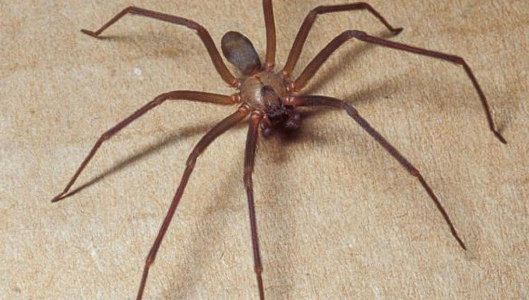 Bintang Televisi Dilarikan ke Rumah Sakit usai Digigit Laba-Laba Mematikan saat Tidur