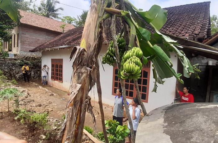  Pohon Pisang Unik di Gunungkidul Berbuah 4 Tandan 