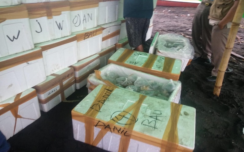 KKP Gagalkan Perdagangan 2.520 Karang Hias Ilegal di NTB