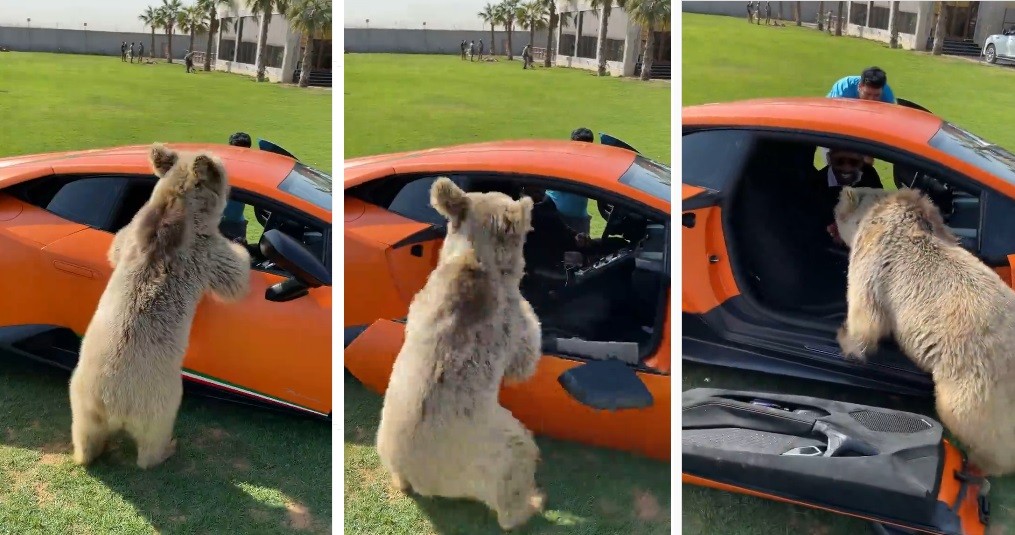 Pintu Lamborghini Seharga Rp14,8 Miliar Patah oleh Beruang Peliharaan, Pria Ini Hanya Tertawa