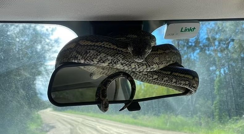 Ngeri, Ular Piton Nangkring di Kaca Spion Mobil