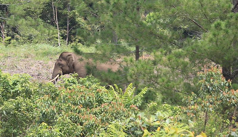 Gajah Sumatera Ngamuk Obrak-Abrik Kebun Warga di Nagan Raya Aceh
