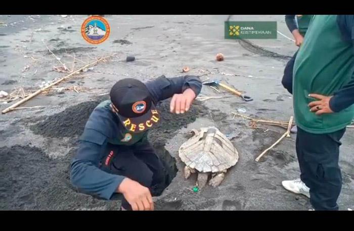 Penyu Lekang Ditemukan Mati Terdampar di Pesisir Garongan Kulonprogo