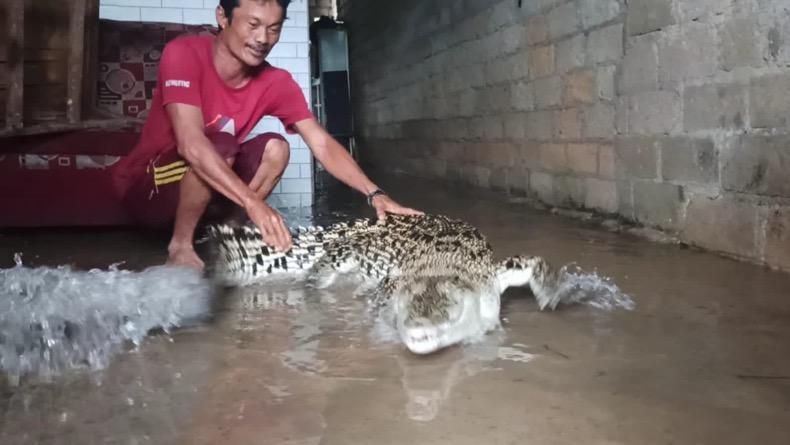 Heboh, Buaya Masuk Rumah Warga Pangkalpinang saat Banjir
