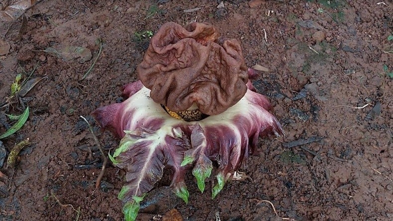 Petugas PPSU Temukan Tanaman Mirip Bunga Bangkai di Joglo, Warga Heboh