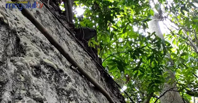 Bikin Merinding, Hati-Hati Jalan di Desa Ini Ditemukan Fosil Ular Besar Sedang Bertapa