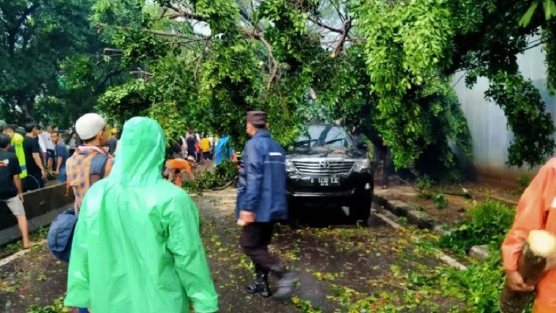 Hujan Disertai Angin Kencang, Pohon Tumbang Timpa Fortuner di Jalan Panjang Kebon Jeruk