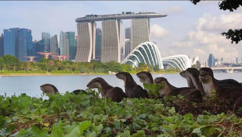 Apes! Pria Ini Diserang Kawanan Berang-Berang saat Jalan-Jalan, Derita 20 Gigitan