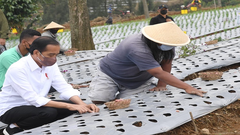 Tanam Bawang di Temanggung, Jokowi Harap Produktivitas Petani Meningkat