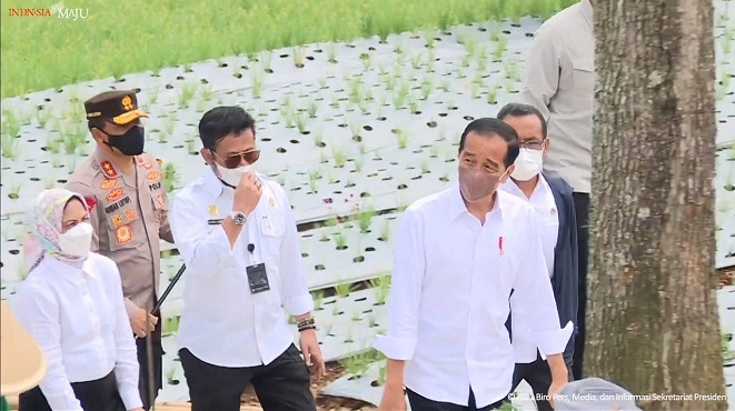  Tanam Bawang Merah Di Temanggung, Jokowi Harapkan Intervensi Pemerintah Tingkatkan Pendapatan Petani