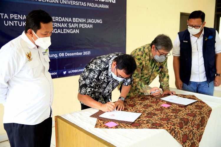 Sinergi LPDB-KUMKM dan Universitas Padjajaran Kembangkan Ekosistem Sapi Perah di KPBS Pangalengan