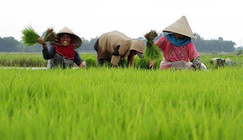 BPS: Upah Buruh Tani Naik 0,32 persen pada Oktober 2022