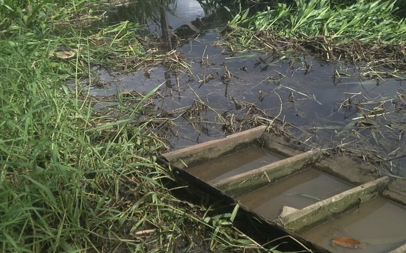 Petani Kelapa di Banyuasin Hilang Diseret Buaya 