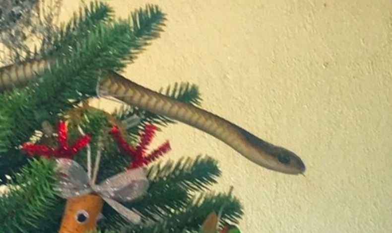 Serem, Ular Berbisa Mematikan Nyelinap di Pohon Natal