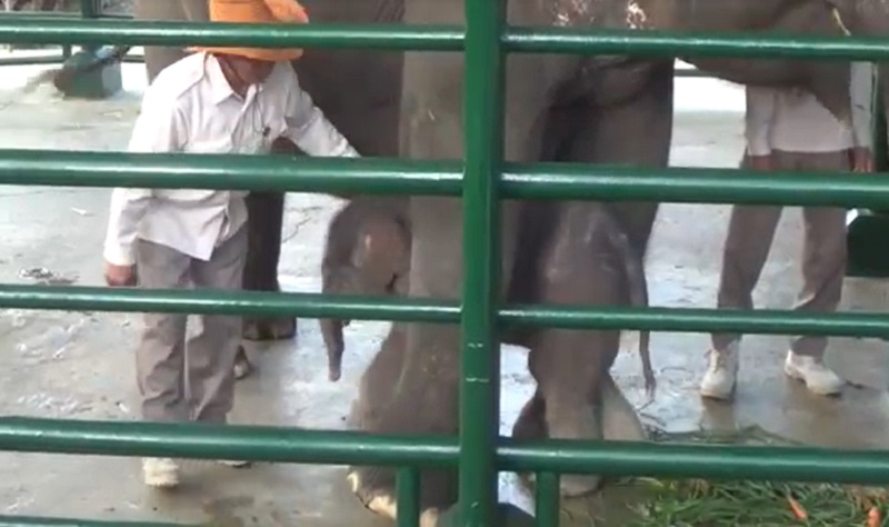 Heboh Anak Gajah Kebun Binatang Surabaya Mendadak Mati, Polisi Selidiki Penyebabnya 