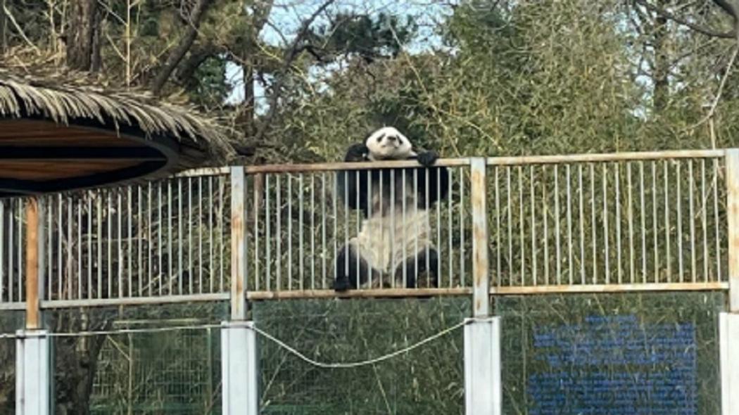 Berhasil Keluar Kandang, Panda Ini Bikin Heboh Pengunjung Kebun Binatang