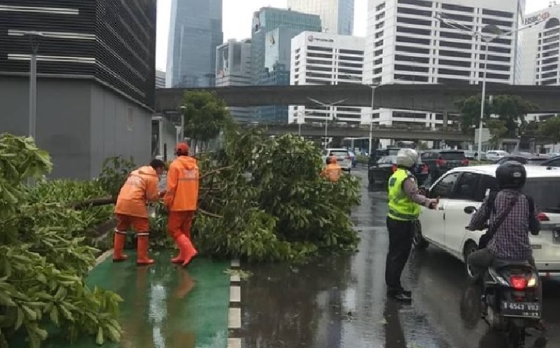 Pohon Tumbang di Bendungan Hilir, Lalu Lintas Jalan Sudirman Padat
