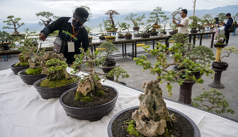 Pameran Bonsai Skala Nasional di Sumsel, Target 600 Peserta
