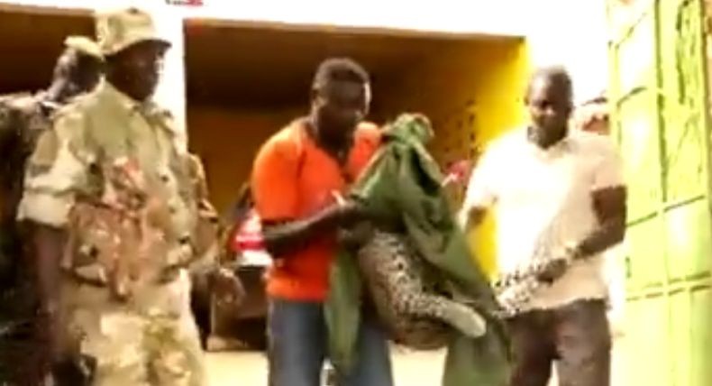 Ngeri, Macan Tutul Kesasar dari Hutan Masuk Rumah Warga