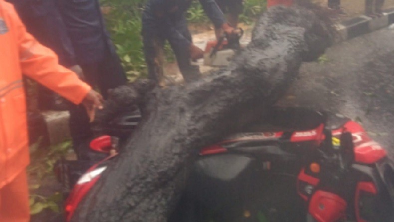 Menepi Pakai Jas Hujan, Pengendara Motor di Pasar Minggu Selamat dari Pohon Tumbang