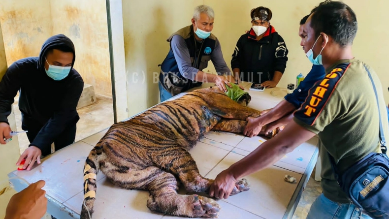 Lukanya Berbelatung, Harimau Dewi Siundol Jalani Pengobatan di Sanctuary Padang Lawas