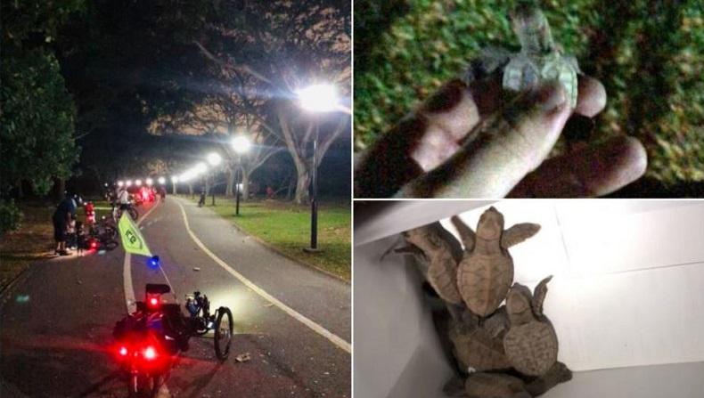 Bersepeda Malam Hari, Pria Ini Bantu Bayi Penyu Langka Kembali ke Laut