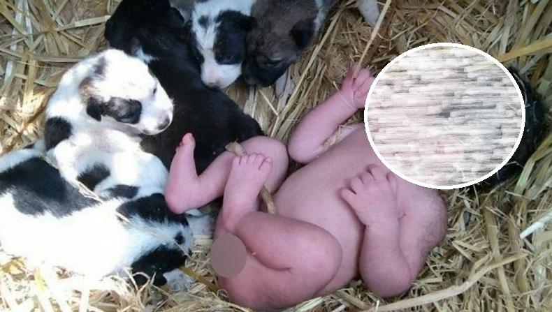 Bayi Baru Lahir Dibuang di Ladang, Induk Anjing Liar Beri Pelukan Sepanjang Malam