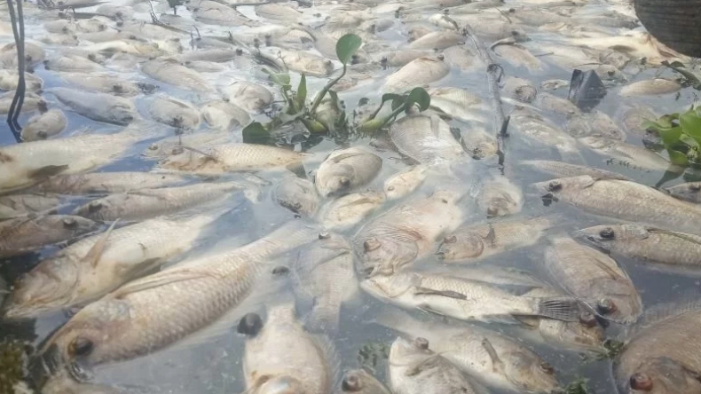 Ikan Mati di Danau Maninjau Agam Capai 921 Ton, Petani Rugi Rp18,24 Miliar 