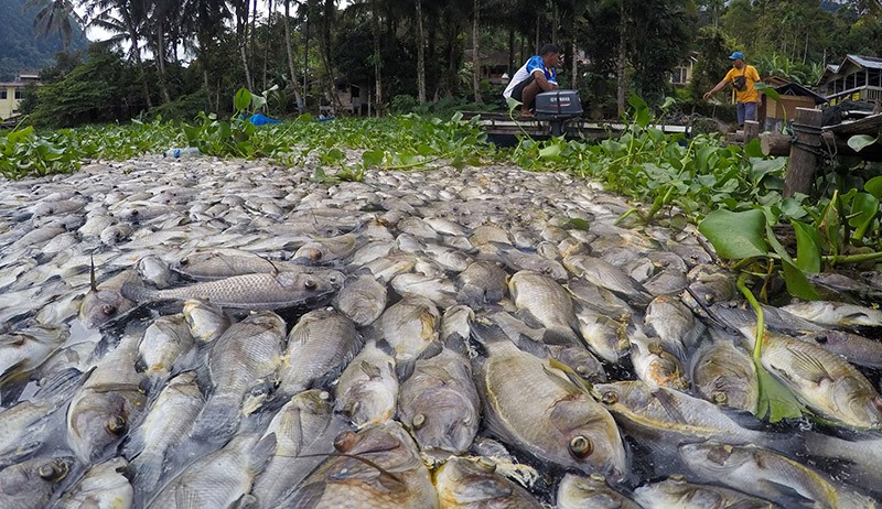 Tambah 250 Ton, Ikan Mati di Danau Maninjau Agam Jadi 1.705 Ton