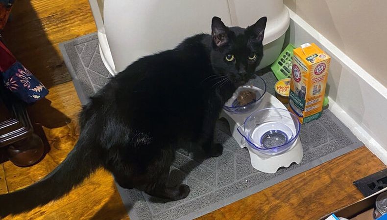 Ajaib, Kucing Ini Selamat meski 9 Hari Tertimbun Reruntuhan Gedung Ambruk akibat Tornado