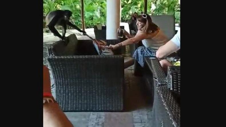 Monyet Iseng, Rampas Tas Make Up Pengunjung Bar