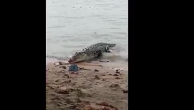 Buaya Teror Warga Pesisir Pantai Toboali Diburu,  Sempat Makan Umpan