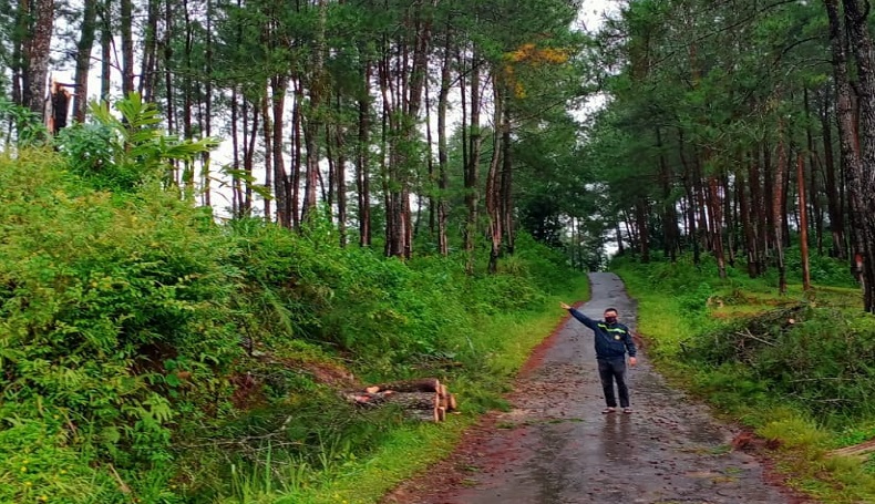 Pohon Pinus Tumbang Timpa Pasutri di Sukabumi, Suami Tewas Seketika