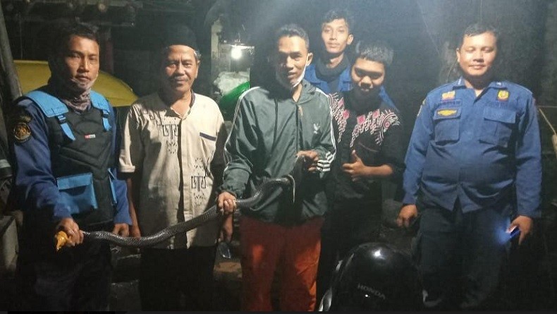 Evakuasi Ular Kobra Ganti Kulit, Dua Petugas Damkar Bogor Kena Patuk
