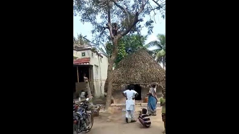 Kocak, Pria Ini Nekat Panjat Pohon karena Takut Disuntik Vaksin