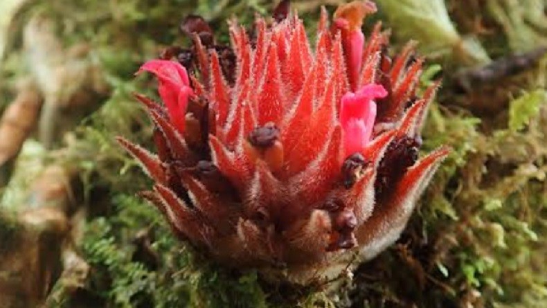 Mengejutkan! Ilmuwan Israel Temukan Tanaman Menjerit saat Dipotong