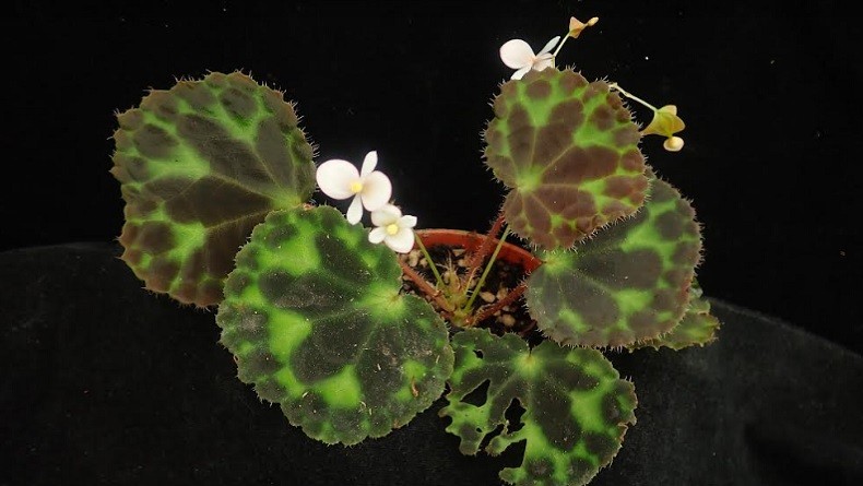 5 Fungsi Batang pada Tumbuhan Lengkap dengan Struktur dan Sifatnya