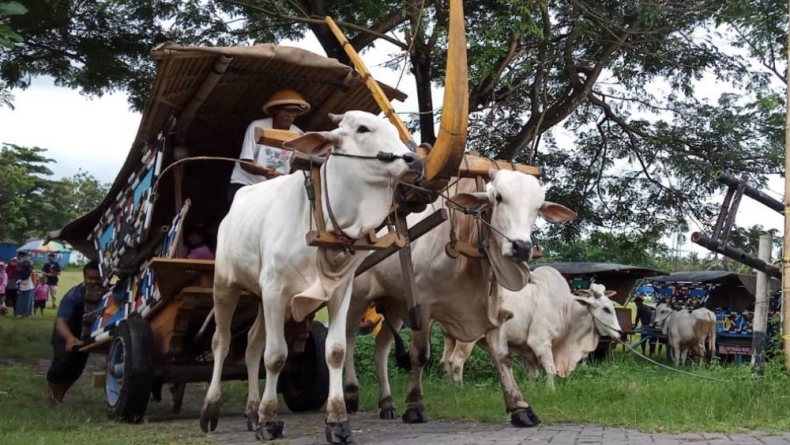Numpak Gerobak, Transportasi Tradisional yang Jadi Wisata Baru di Bantul 